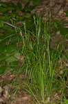 Hitchcock's sedge